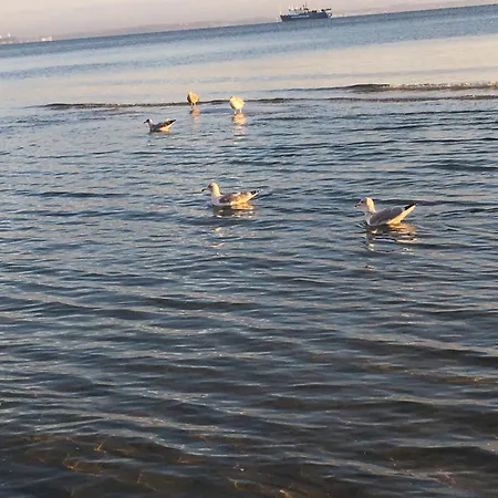 Im Am Mit Strandkorb An Der Ostsee Scharbeutz
